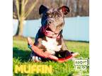 Adopt Muffin a Gray/Blue/Silver/Salt & Pepper American Pit Bull Terrier / Mixed
