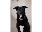 Adopt Lily a Black Labrador Retriever / Border Collie / Mixed (short coat) dog