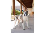 Adopt Deedra a Gray/Blue/Silver/Salt & Pepper American Pit Bull Terrier / Mixed