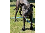 Adopt Romeo a American Staffordshire Terrier / Labrador Retriever / Mixed dog in