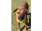 Adopt Candice a Labrador Retriever / Mixed dog in Darlington, SC (40797585)