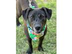 Adopt Lavender a Labrador Retriever / Mixed dog in Darlington, SC (40772321)