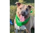 Adopt Lucky a Labrador Retriever / Mixed dog in Darlington, SC (40728241)