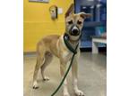 Adopt Rooster a Tan/Yellow/Fawn Husky / Mixed dog in St. Catharines