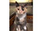 Adopt Lucy a Calico or Dilute Calico Calico (short coat) cat in Newnan