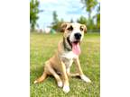 Adopt Ricky!! a Tan/Yellow/Fawn - with White Husky / American Pit Bull Terrier /
