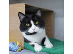 Adopt Simon a White Domestic Shorthair / Domestic Shorthair / Mixed cat in