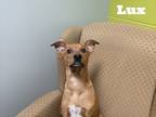 Adopt Lux a Red/Golden/Orange/Chestnut Mixed Breed (Medium) / Mixed dog in