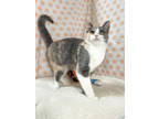 Adopt Buttercup a Gray or Blue Domestic Shorthair / Mixed Breed (Medium) / Mixed