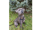 Adopt Nebula a Gray/Blue/Silver/Salt & Pepper Mixed Breed (Large) / Mixed dog in