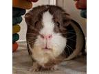 Adopt LUNA a Brown or Chocolate Guinea Pig / Mixed (short coat) small animal in