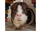 Adopt LUNA a Brown or Chocolate Guinea Pig / Mixed small animal in Slinger