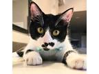 Adopt Sake a Black & White or Tuxedo Domestic Shorthair (short coat) cat in