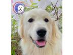 Adopt Willy a White Great Pyrenees / Mixed dog in Portland, OR (39824957)