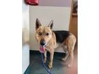 Adopt Frankie a Red/Golden/Orange/Chestnut German Shepherd Dog / Husky dog in