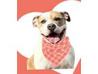 Adopt Killian a White - with Brown or Chocolate American Staffordshire Terrier /