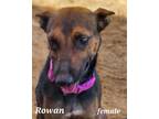 Adopt Rona a Brown/Chocolate - with Black German Shepherd Dog / Mixed dog in