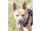 Adopt Bowie a Brindle Carolina Dog / Mixed Breed (Medium) / Mixed (short coat)