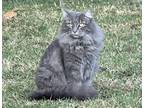Adopt Quinnie Napa Petco a Gray or Blue (Mostly) Maine Coon / Mixed (long coat)