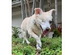 Adopt Nuvia a Dachshund / Mixed dog in Weston, FL (40719945)