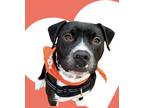 Adopt Mac a Black - with White American Staffordshire Terrier / Mixed dog in