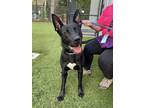 Adopt Checker a German Shepherd Dog / Labrador Retriever / Mixed dog in Raleigh