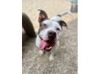 Adopt Rookie a White - with Brown or Chocolate Mixed Breed (Medium) / Pit Bull