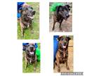 Adopt 24-03-0716 Eenie a Labrador Retriever / Mixed dog in Dallas, GA (40939700)