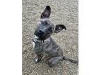 Adopt River a Brindle - with White Shepherd (Unknown Type) / Pit Bull Terrier /