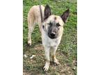 Adopt "TEX" in GAINESVILLE, TX a Tan/Yellow/Fawn - with Black German Shepherd