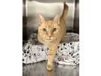 Adopt Alina a Orange or Red Domestic Shorthair / Domestic Shorthair / Mixed cat