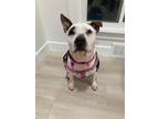 Adopt Lottie a Tricolor (Tan/Brown & Black & White) Pit Bull Terrier / Mixed