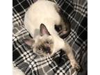 Adopt Solstice a Cream or Ivory Siamese / Mixed (short coat) cat in Columbia