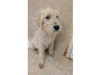 Adopt Moose a White Labradoodle / Mixed dog in Osgood, IN (41132791)