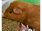 Adopt Buddy a Brown or Chocolate Guinea Pig / Mixed small animal in Burton
