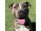 Adopt Lala a Black American Pit Bull Terrier / Mixed dog in Atlanta