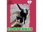 Adopt Constance a Domestic Shorthair / Mixed (short coat) cat in Kingman