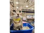 Adopt Halo a Spotted Tabby/Leopard Spotted Domestic Shorthair cat in Modesto