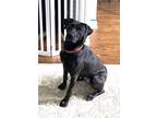 Adopt Roxy a Black Labrador Retriever dog in Atlanta, GA (40899765)