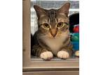Adopt Kirk a Brown Tabby Domestic Shorthair / Mixed (short coat) cat in St