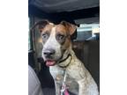 Adopt Goldie a Tricolor (Tan/Brown & Black & White) Pointer dog in Oak Bluffs