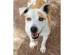 Adopt Elisha SC a Terrier (Unknown Type, Medium) / Mixed dog in San Angelo