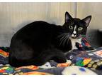 Adopt 655898 a All Black Domestic Shorthair / Domestic Shorthair / Mixed cat in