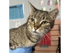 Adopt Minnie a Gray or Blue Domestic Shorthair / Domestic Shorthair / Mixed cat
