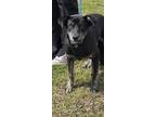 Adopt HUDSON a Black Hound (Unknown Type) / Mixed dog in Clinton, NC (41132363)