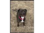 Adopt Addie a Black American Staffordshire Terrier / Mixed Breed (Medium) /