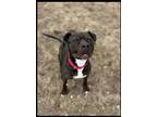 Adopt Addie a Black American Staffordshire Terrier / Mixed dog in Bellaire