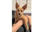 Adopt Foxy a Tan/Yellow/Fawn Pomeranian / Mixed dog in Morganville