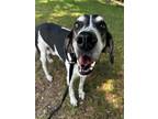 Adopt Bill a Tricolor (Tan/Brown & Black & White) Hound (Unknown Type) / Mixed