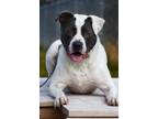 Adopt Ace a American Pit Bull Terrier / Mixed dog in Hyde Park, NY (39480357)